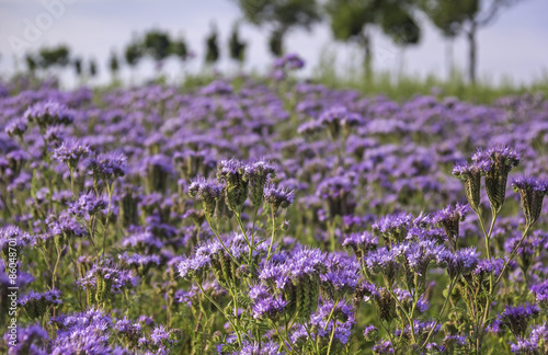 Obraz na płótnie Close-up of phacelia on a field w salonie