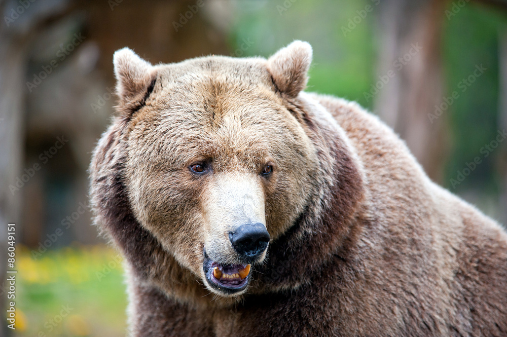 ursus arctos - brown bear