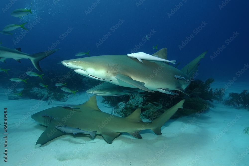 Fototapeta premium Zironenhaie