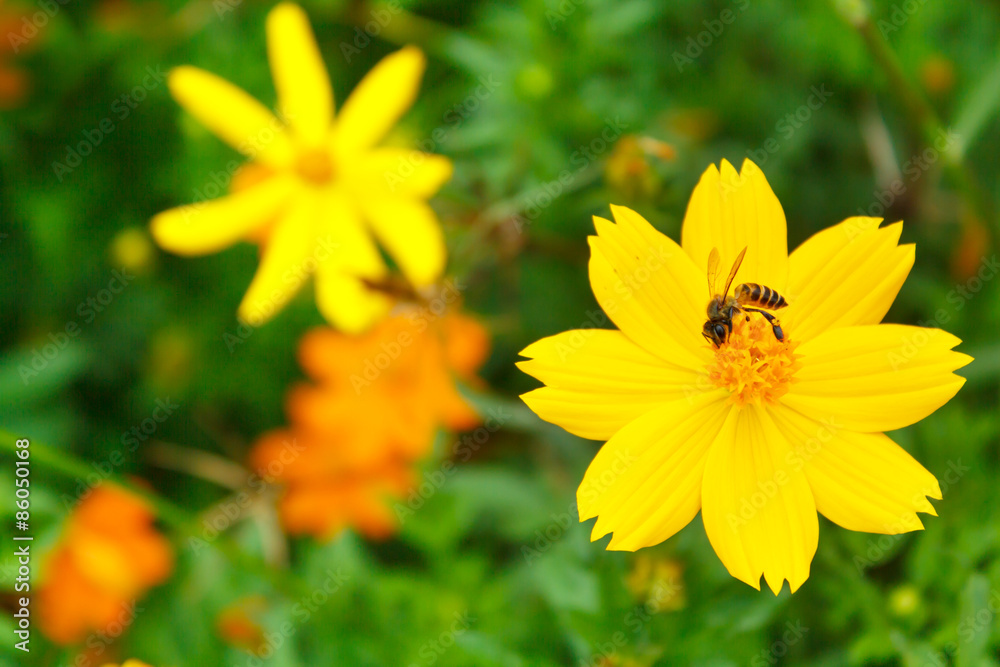 Obraz premium Yellow Cosmos flower.