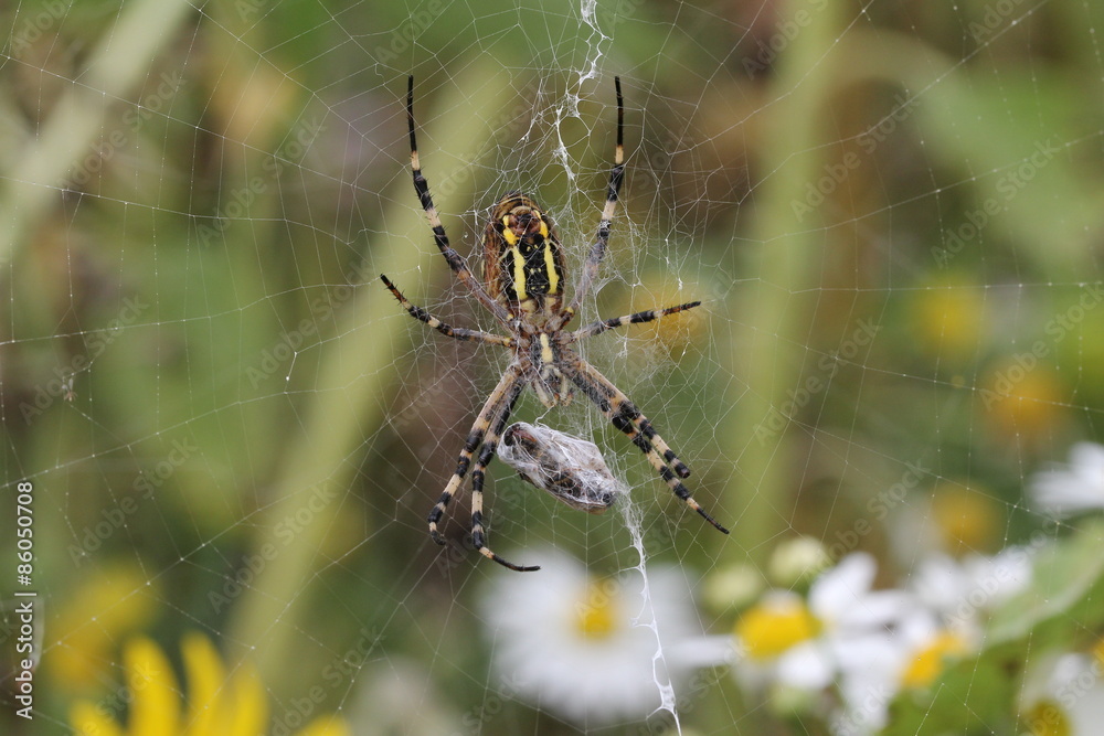 Wasp Spider / Argiope bruennichi