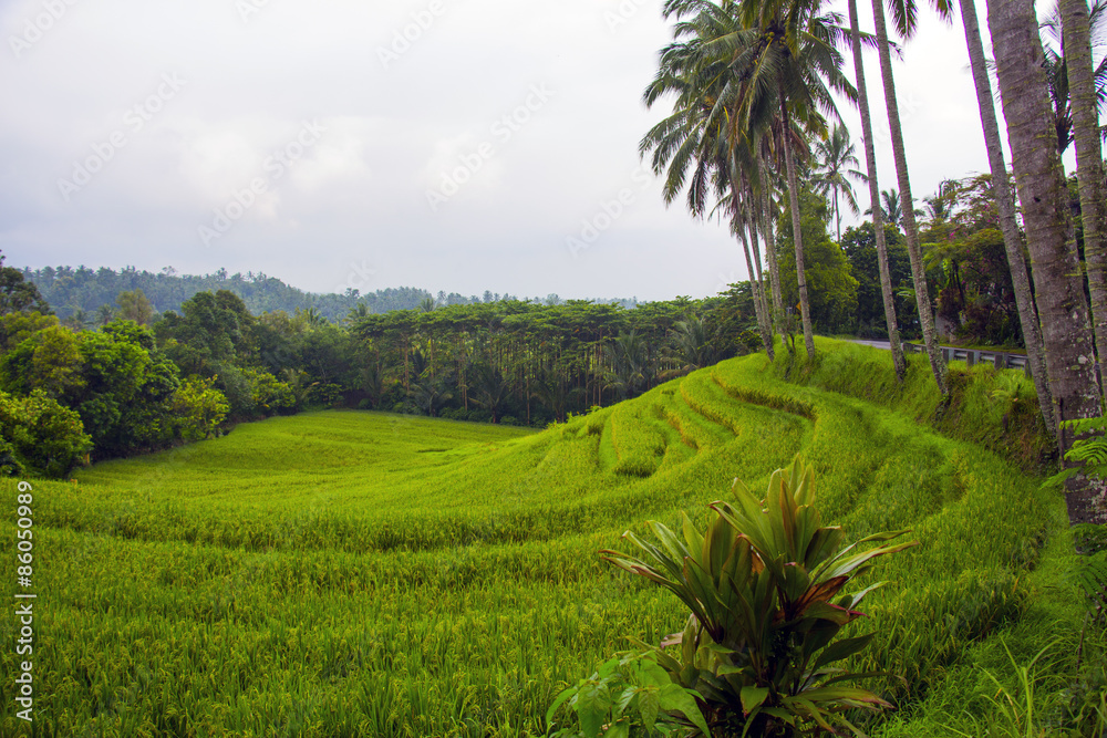 View of terrace rice fields