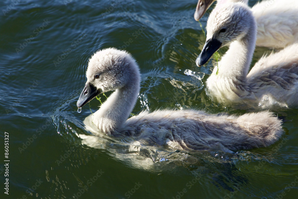 Fototapeta premium Cute young mute swans are swimming