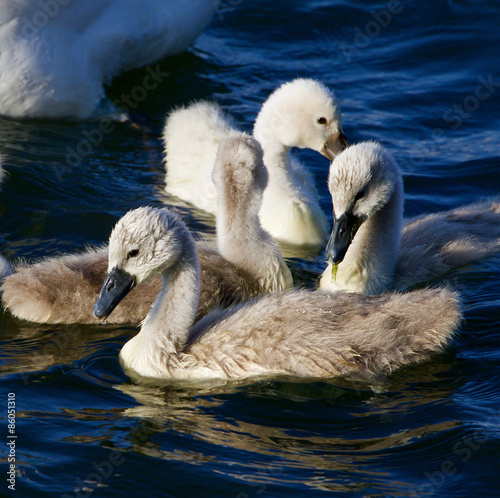 Young mute swans are swimming in the lake photo