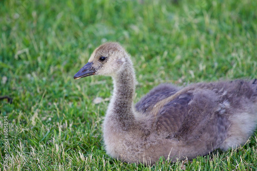 Cute young cackling goose is laying on the grass