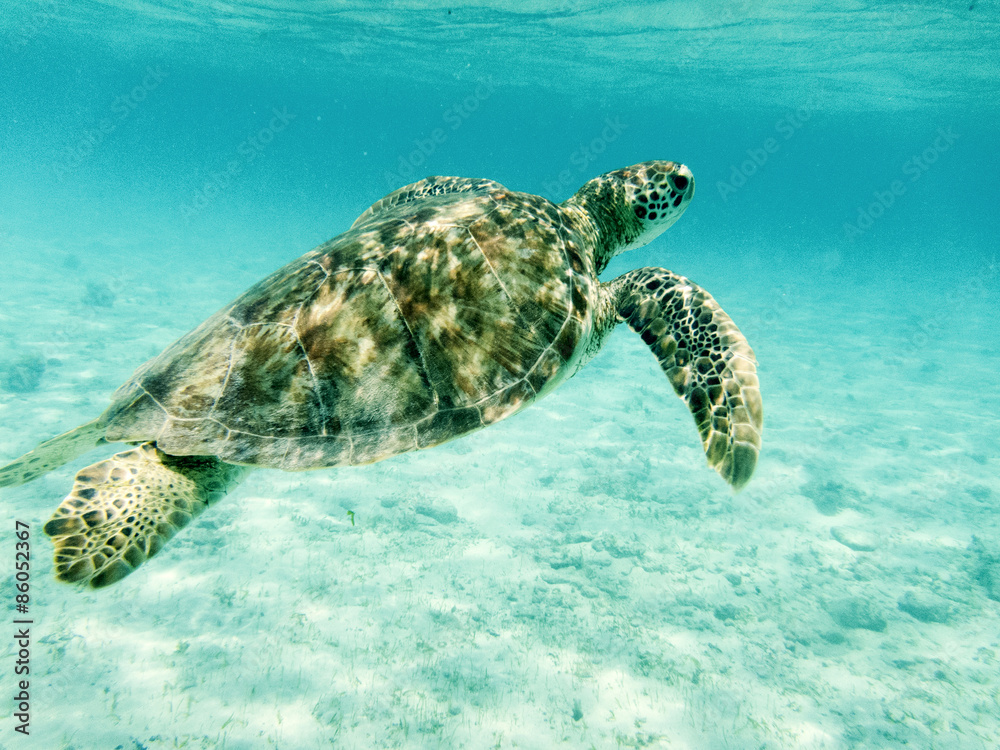Obraz premium Close up &nbsp;of Green Sea Turtle (Chelonia mydas) Swimming in Sunlit, Shallow Caribbean Seas. 