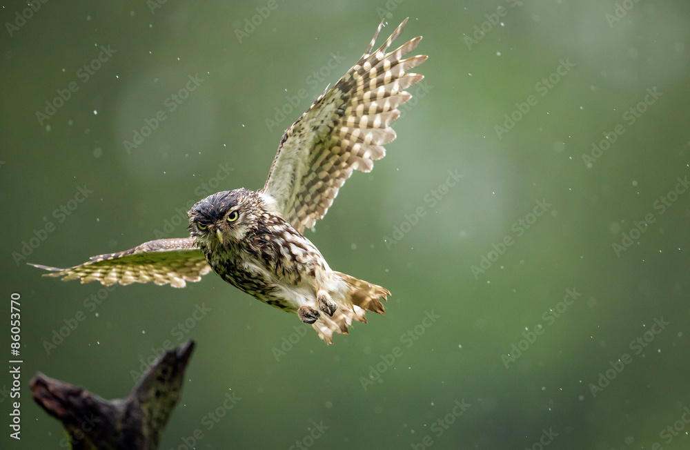 Fototapeta premium A little owl flying into land on an old branch in the rain