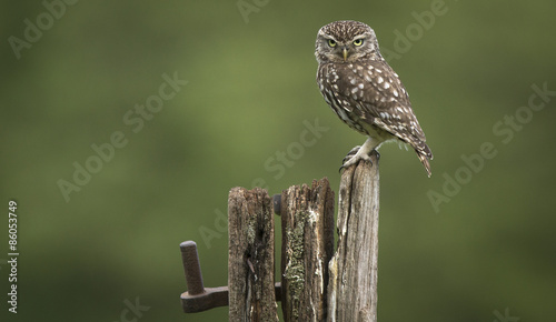 Angry bird, a wild little owl sitting on an old post