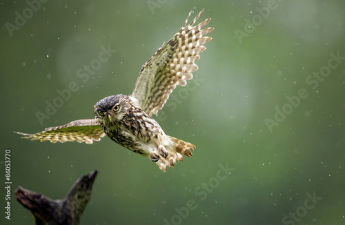 A little owl flying into land on an old branch in the rain