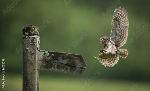 A little owl flying into land on an old wooden sign post