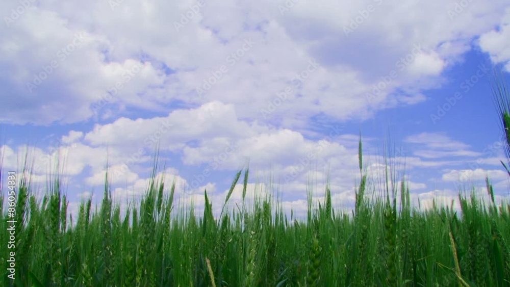 Field of winter wheat. Field of winter wheat.