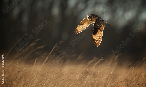 Short eared owl flying
