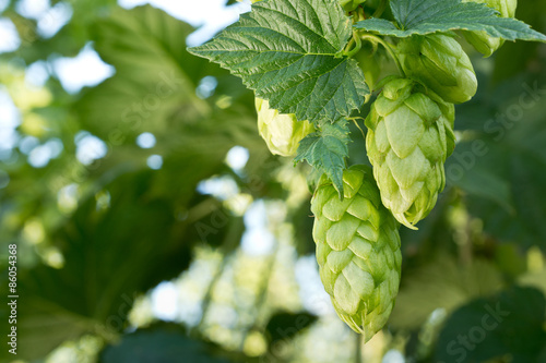 hop cones photo