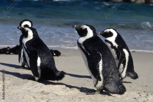 Gruppo di Jackass Penguin (Spheniscus demersus) della colonia di Simon's town in Sud Africa 