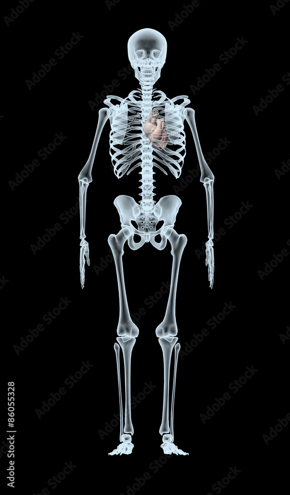 Skeleton X-Ray displaying heart