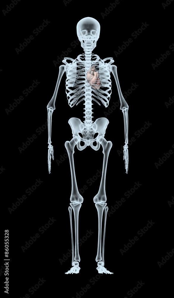 Skeleton X-Ray displaying heart Skeleton X-Ray displaying heart