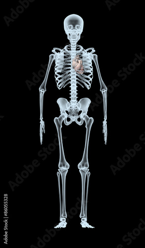 Skeleton X-Ray displaying heart