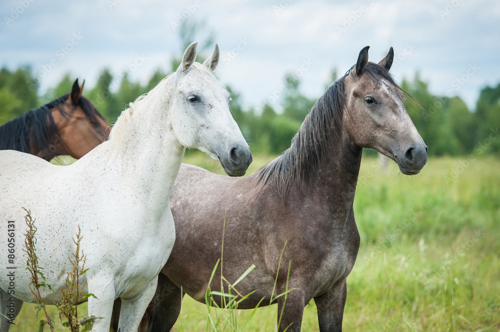 Portrait of two beautiful andalusian horses