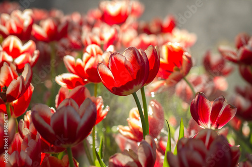 Beautiful spring background with tulips flower.