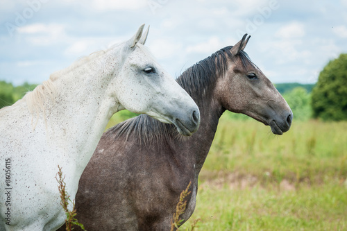 Two beautiful andalusian horses