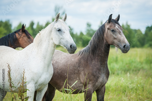 Portrait of two beautiful andalusian horses © Rita Kochmarjova