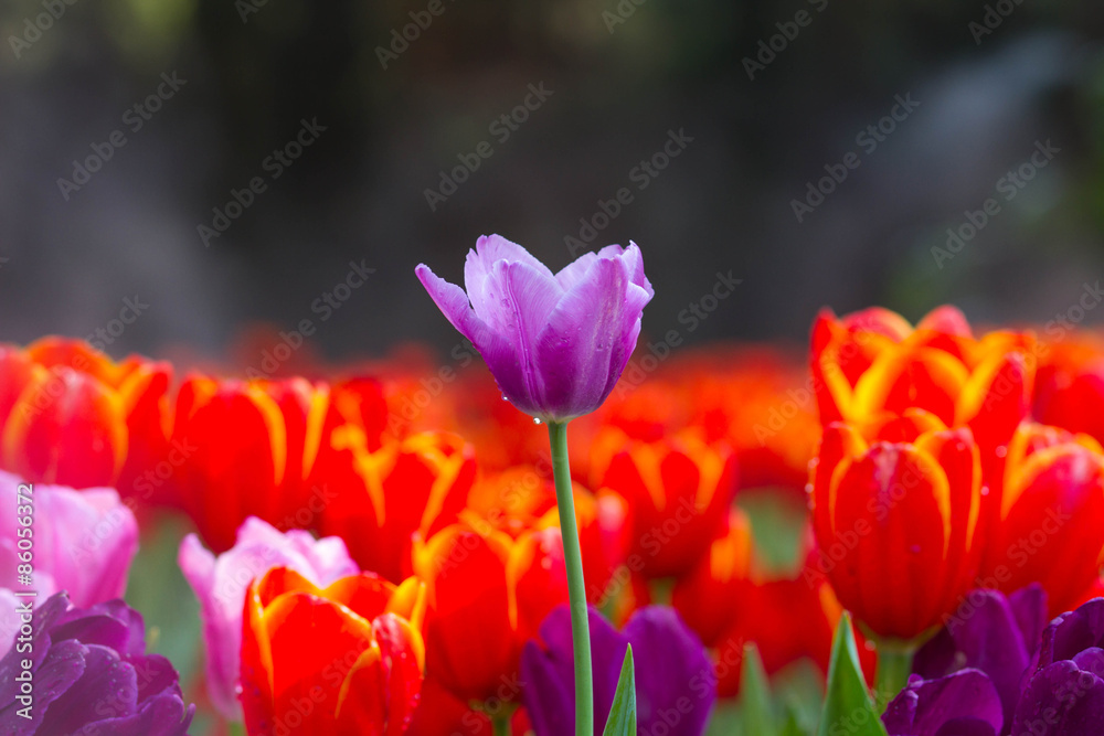 Tulips flower in the garden
