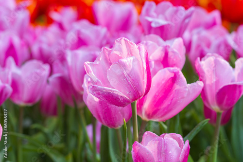 Tulips flower in the garden © pixy_nook