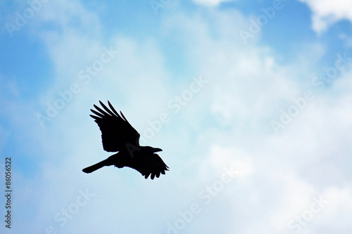 Crow flying in the sky © Sorachi88