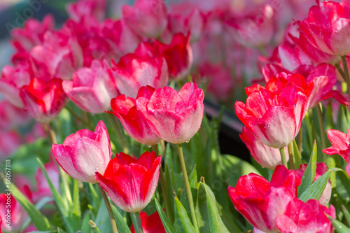 Tulips flower © pixy_nook