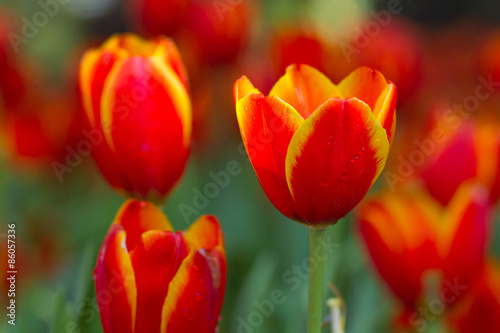 Orange tulips flower in the garden