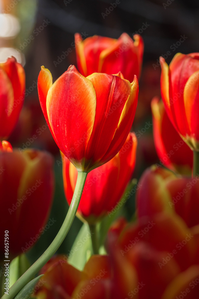 Fototapeta premium Fresh tulips in warm sun light