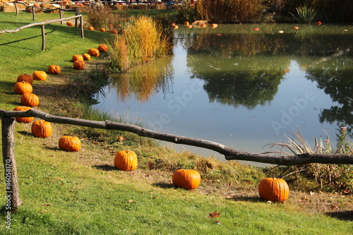 Decorative pumpkins on an autumn market photo