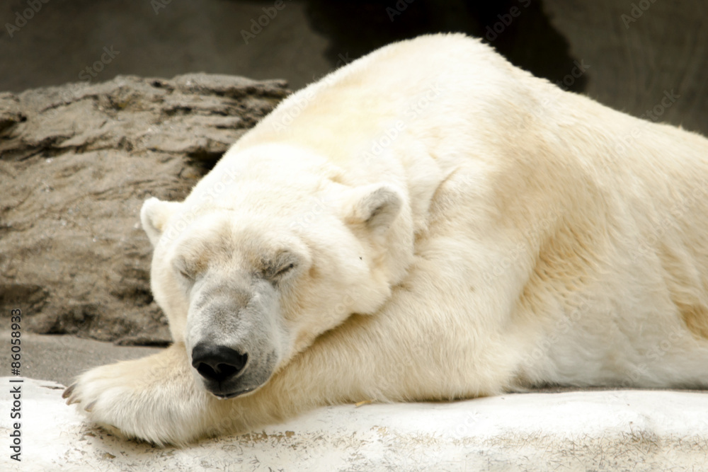 Polar bear sleeping or dozing off on some rocks Polar bear sleeping or dozing off on some rocks