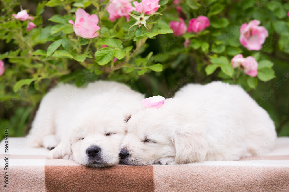 two golden retriever puppies sleeping