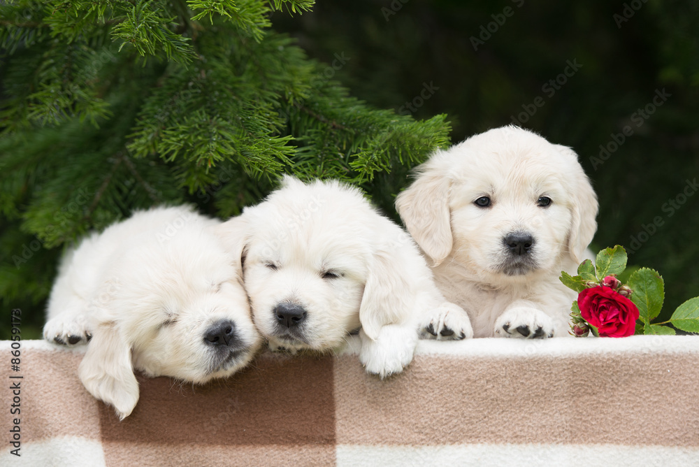 three adorable golden retriever puppies three adorable golden retriever puppies