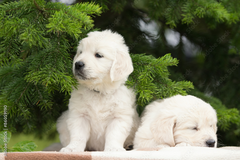 two adorable golden retriever puppies outdoors two adorable golden retriever puppies outdoors
