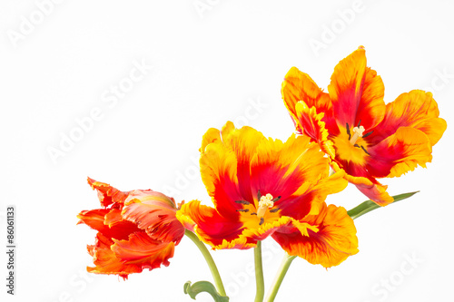 Fototapeta Naklejka Na Ścianę i Meble -  Three two-toned orange and yellow parrot tulips 
