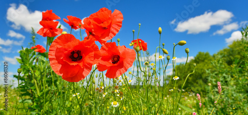Fototapeta Naklejka Na Ścianę i Meble -  Poppies
