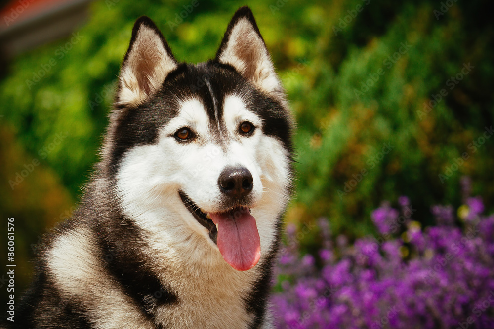Portrait of a dog breed Siberian Husky. The dog on the background of blooming lavender.