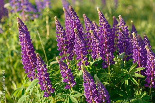 Lupinus, lupin, lupine field with pink purple and blue flowers