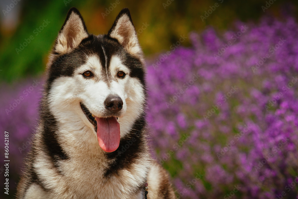 Portrait of a dog breed Siberian Husky. The dog on the background of blooming lavender. Portrait of a dog breed Siberian Husky. The dog on the background of blooming lavender.