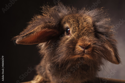 close up picture of a cute lion head bunny rabbit