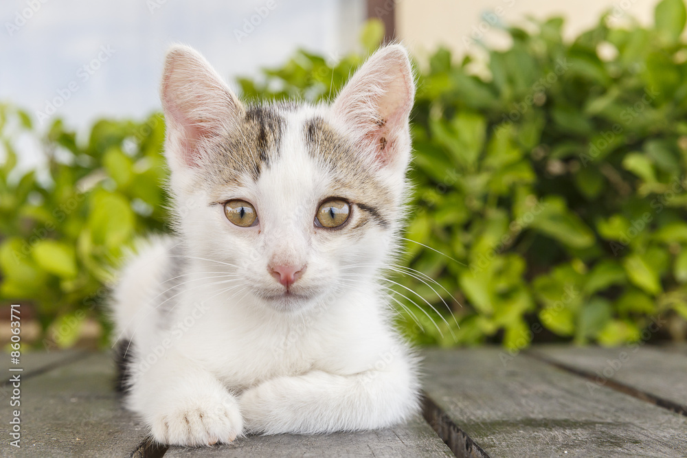 Portrait of a white kitten posing for the camera