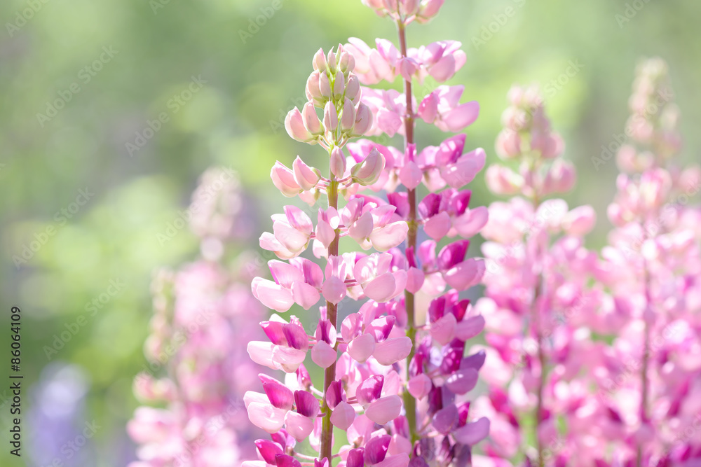 Fototapeta premium Lupinus, lupin, lupine field with pink and white flowers