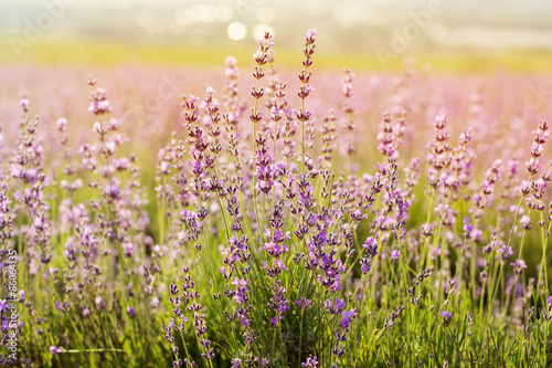 Closeup picture of purple lavender flowers