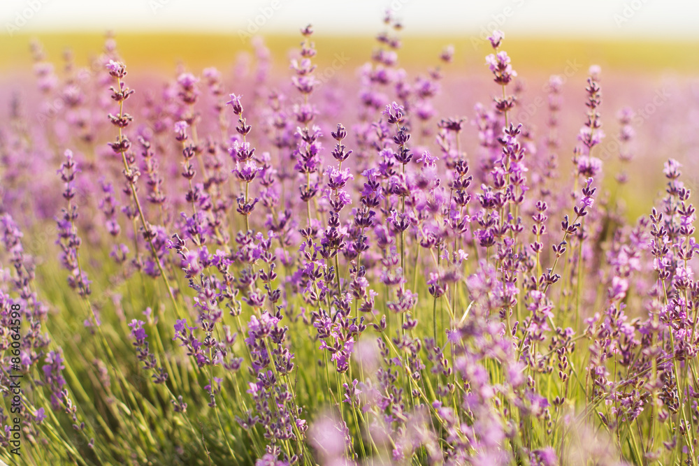 Fototapeta premium Closeup picture of lavender flowers