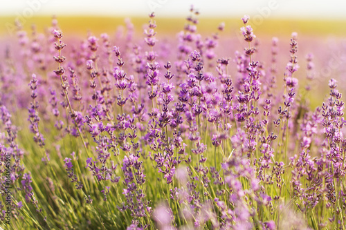 Closeup picture of lavender flowers