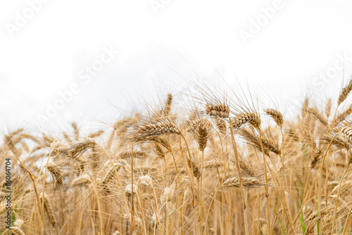 Campo di grano maturo, fuoco selettivo