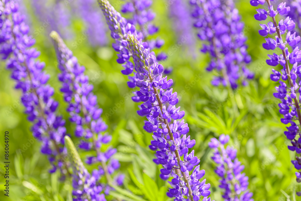 Lupinus, lupin, lupine field with pink purple and blue flowers Lupinus, lupin, lupine field with pink purple and blue flowers