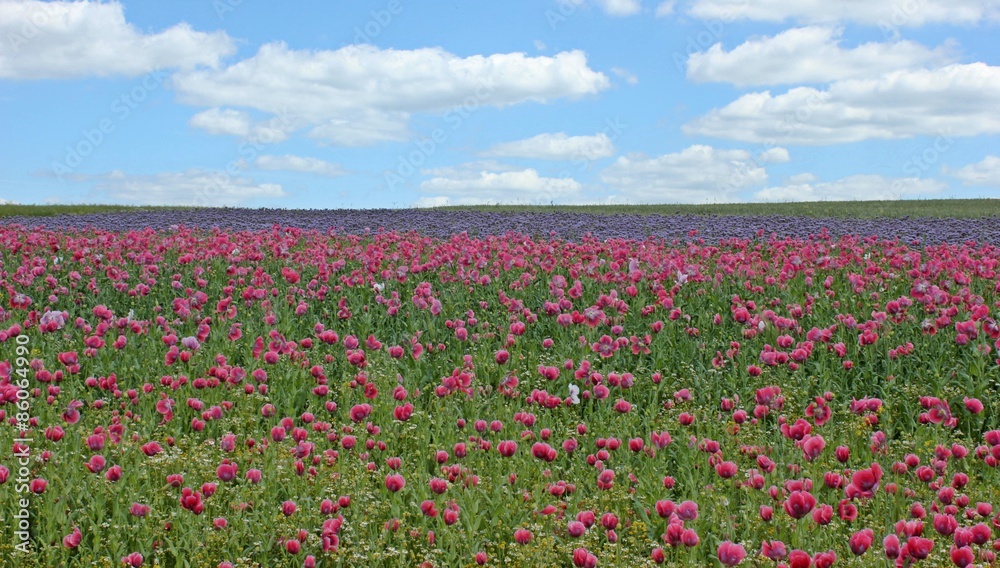Schlafmohnblüte (Papaver somniferum) in Germerode am Meißner
Schlafmohnblüte (Papaver somniferum) in Germerode am Meißner